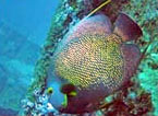 Fish Fish
