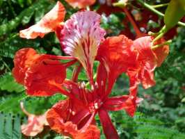 Flower Flower